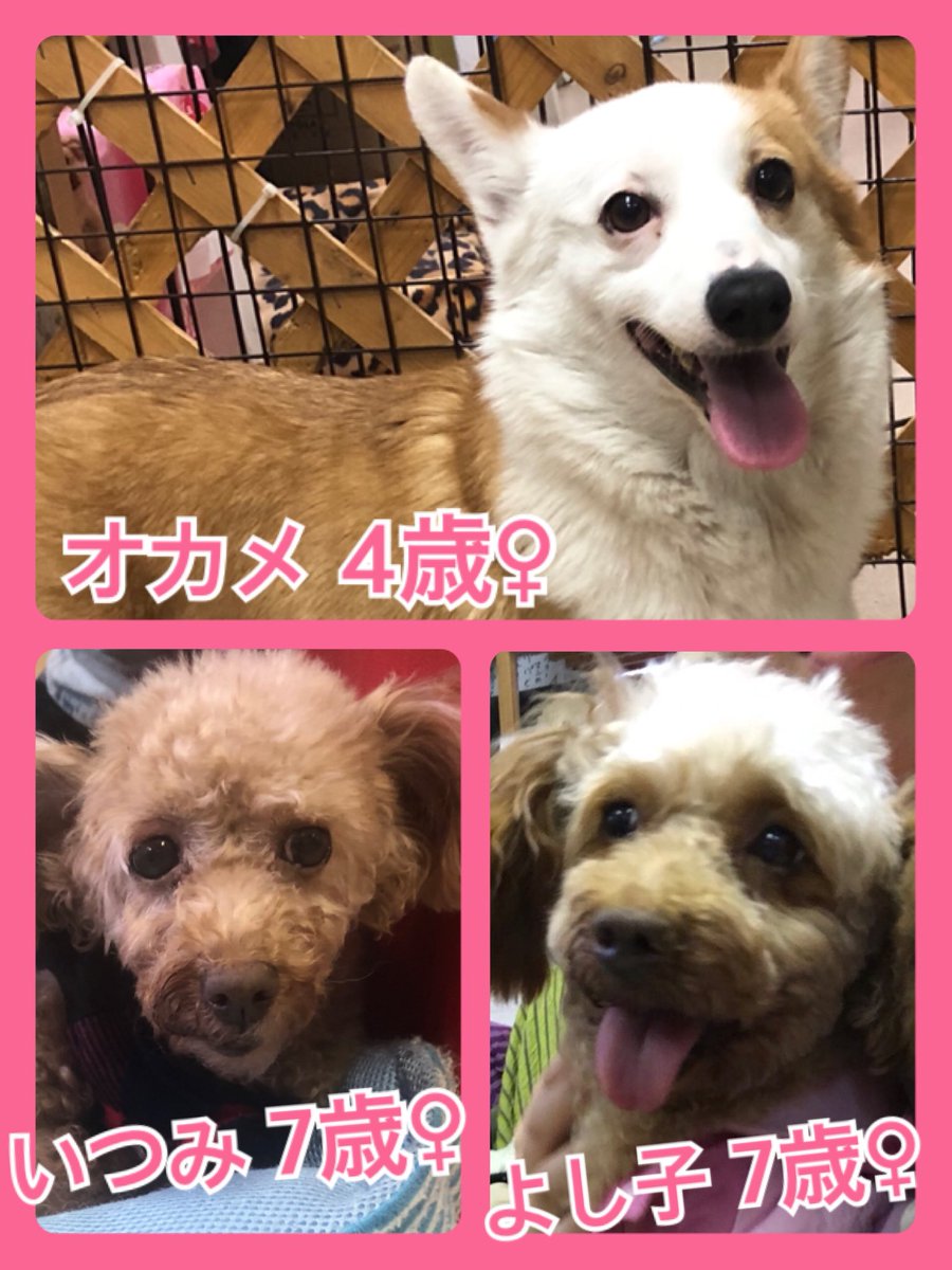 🐾今日の里親様募集中ワンコ🐶メンバーです🐾2019,12,9